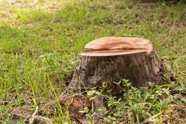 Tree and Stump Removal